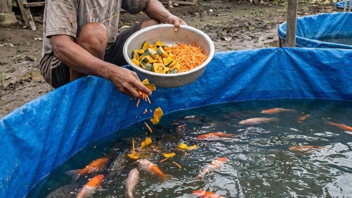 13 Alternatif Pakan Ikan dari Sisa Dapur yang Aman, Hemat Biaya dan Jadi Nutrisi Alami