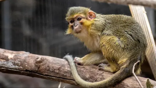 10 Jenis Monyet Paling Mungil di Dunia, Ada yang Lebih Kecil dari Telapak Tangan
