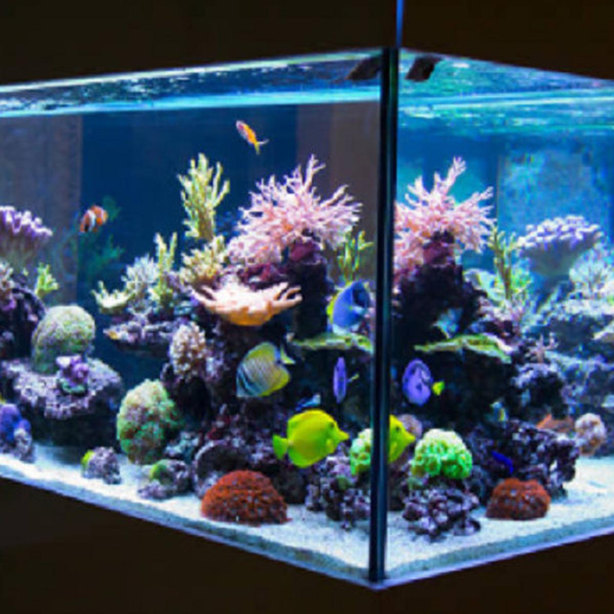 74+ Aquarium Buat Koki Gratis Terbaru