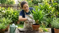 9 Cara Membuat Tanaman Pandan Tetap Rimbun di Pot Kecil, Sehat dan Produktif