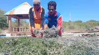 Foto: Petani rumput laut di Desa Lifuleo, Kecamatan Kupang Barat, Kabupaten Kupang, NTT sedang menunjukkan hasil panen rumput laut yang rusak terkena abu pembangunan PLTU (Liputan6.com/Ola Keda)