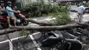 Dua pengendara motor melewati pohon yang tumbang dan sepeda motor yang rusak akibat Topan Dujuan di Taipei, Taiwan, Selasa (29/9/2015). 24 orang mengalami cedera akibat topan raksasa Dujuan. (REUTERS/Pichi Chuang)