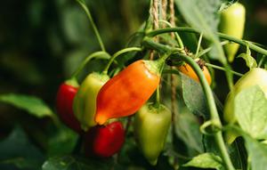 Ilustrasi Tanaman Cabai Credit: unsplash.com/Peje