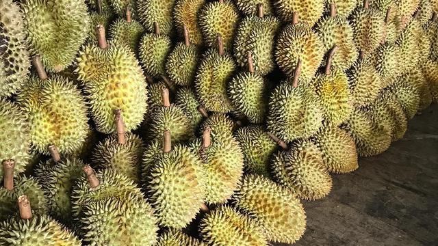 800 Gambar  Durian  Rambutan  Infobaru