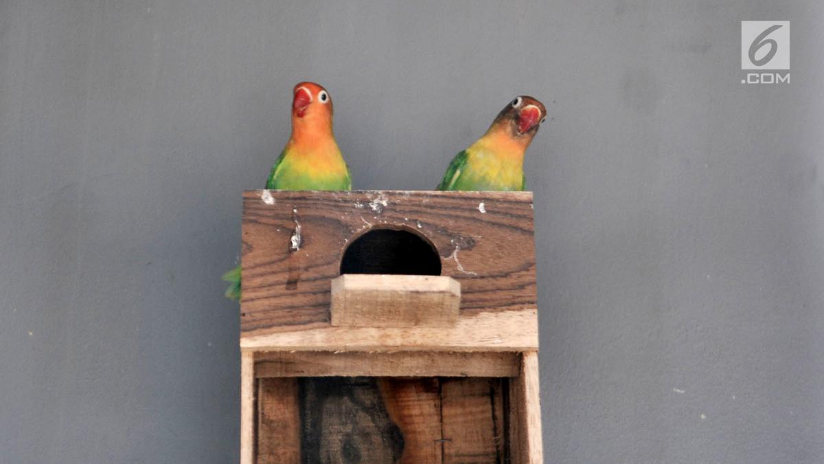 7 Ternak Burung Modal Kecil Untung Besar dengan Perawatan Mudah, Cocok untuk Pemula