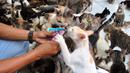Pendiri Rumah Singgah Clow Bim Bim memberi makan kucing lokal terlantar di rumah penampungan kucing dan anjing terlantar Clow di kawasan Parung, Bogor, Jawa Barat, Kamis (22/9/2022). Saat ini, ada sekitar 1.300 kucing lokal yang terlantar di jalanan dipelihara di rumah penampungan ini. (merdeka.com/Arie Basuki)