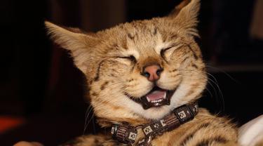 Foto anak kucing jenis savannah. (Val Raw/Pixabay)