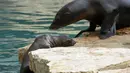 Sedangkan Boomer jantan lahir pada tahun 2016 dan berasal dari kebun binatang Prancis Zooparc de Beauval; Saya telah berada di Bioparco sejak 2019. (AP Photo/Andrew Medichini)