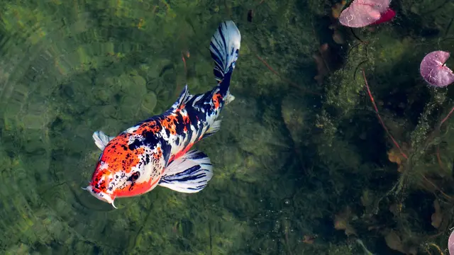 12 Jenis Ikan Hias Air Tawar yang Mudah Dipelihara, Cocok Bagi Pemula
