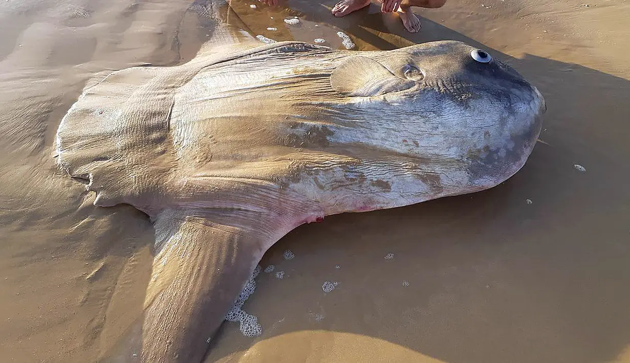 Seekor ikan matahari (Mola mola) berukuran raksasa ditemukan mati terdampar di bibir sungai Murray, Australia Selatan pada 16 Maret 2019. Penemu bangkai ikan ini adalah penduduk setempat bernama Linette Grzelak. (Handout/Courtesy of Linette Grzelak/AFP)
