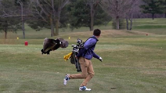 Manusia vs Angsa, Siapa yang Bakal Menang?