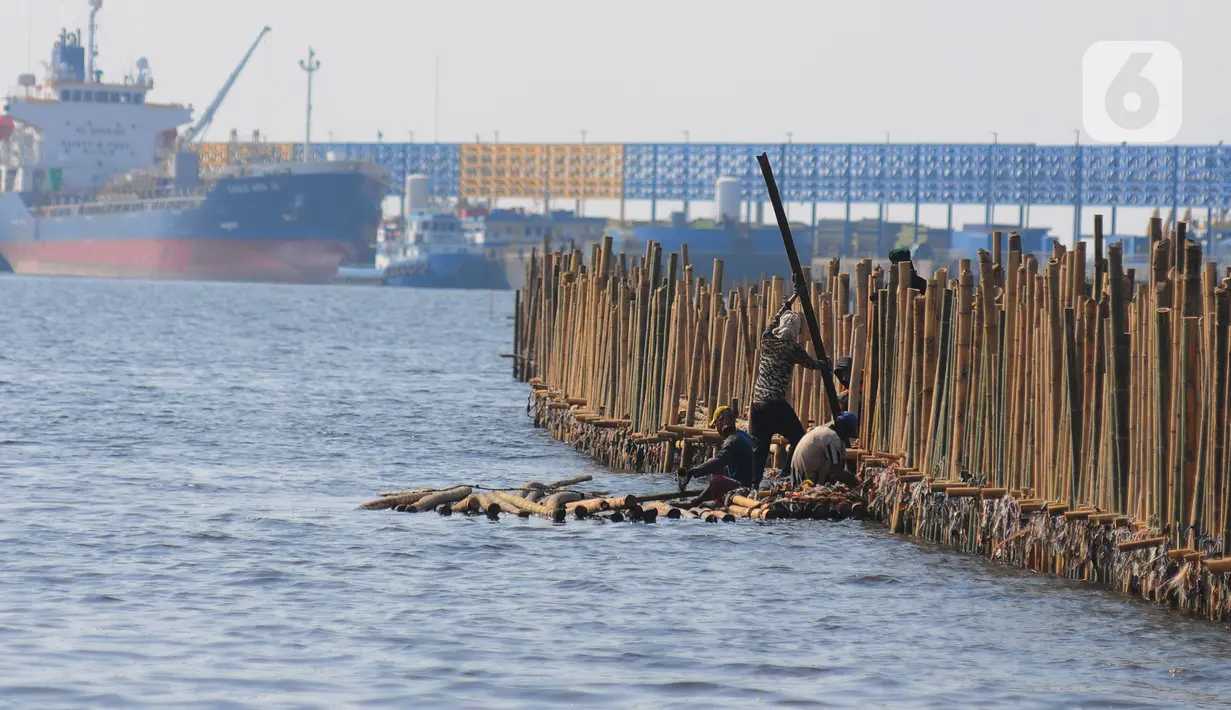 Sejumlah pekerja tampak memasang turap bambu yang menjadi penangkal abrasi di pesisir pantai kawasan Pelabuhan Marunda Center Terminal (MCT) Jurong Port JV, Tarumajaya, Bekasi, Jawa Barat (23/6/2023). (merdeka.com/Imam Buhori)