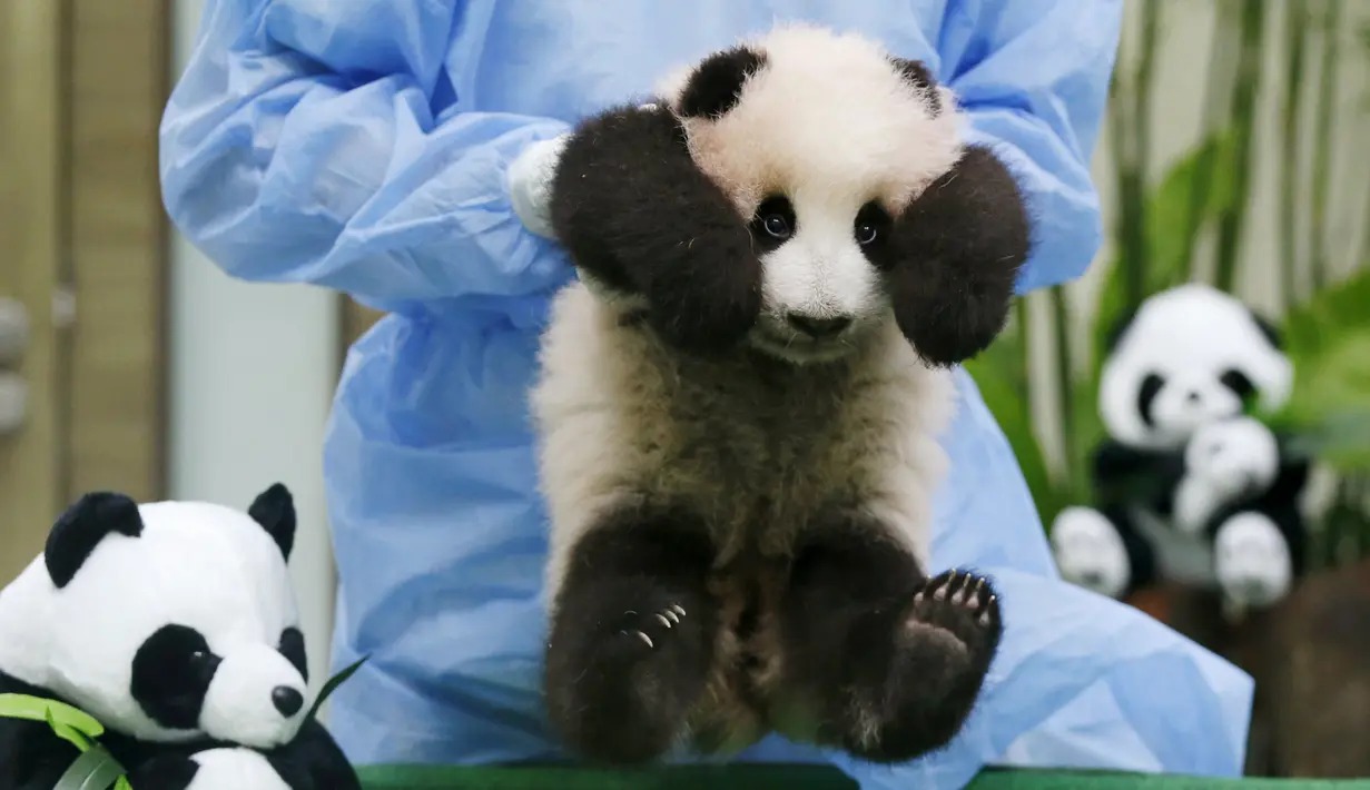 Seorang pegawai kebun binatang mengangkat anak panda yang dipamerkan pertama kalinya di Nasional Zoo, Kuala Lumpur, Malaysia, Selasa (17/11). Panda tersebut terlahir dari pasangan panda Liang Liang dan Xing Xing. (REUTERS/Olivia Harris)