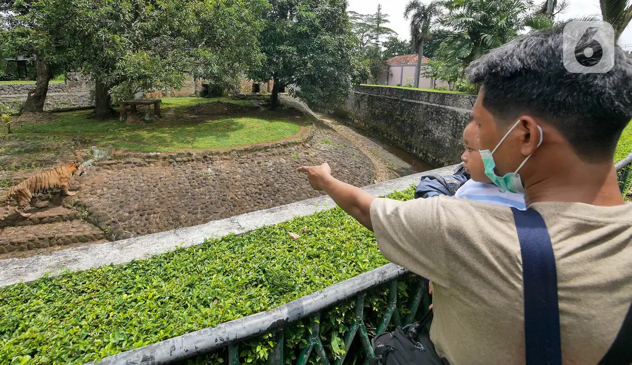 Pengunjung melihat harimau di Taman Margasatwa Ragunan, Jakarta, Senin (28/2/2022). Tempat wisata di Jakarta ramai dikunjungi warga saat libur Isra Miraj 2022. (Liputan6.com/Herman Zakharia)