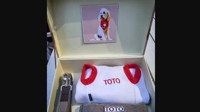 Hadiah dari Presiden Prabowo Subianto untuk Toto, anjing kesayangan Perdana Menteri (PM) Australia Anthony Albanese.
