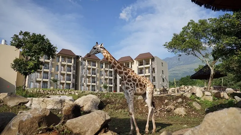 Baobab Safari Resort, Hotel dengan Konsep Afrika yang Seru