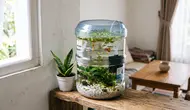 Cara Membuat Kolam Mini dari Galon Bekas untuk Ikan Guppy, Hemat Tempat & Estetik