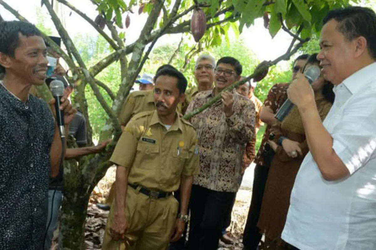 Petani Kakao di Mamuju Hadapi Banyak Masalah