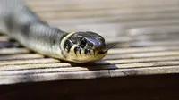 10 Jenis Ular Pemakan Tikus Sahabat Petani yang Jaga Ekosistem, Jangan Dibunuh