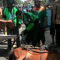 Kuda penarik andong jatuh pingsan karena belum makan
