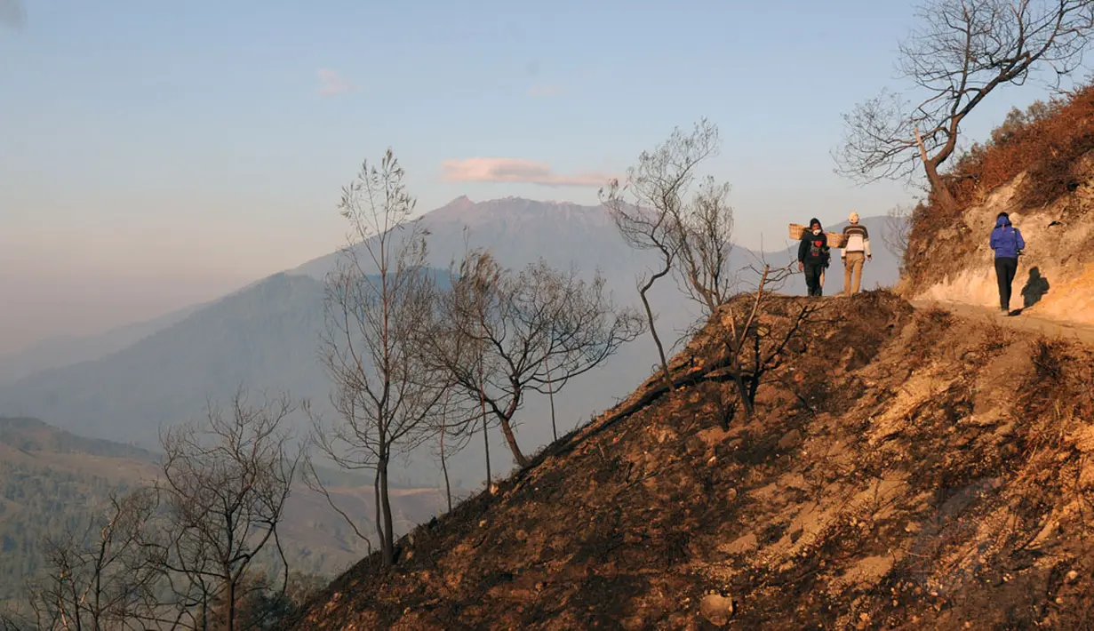Sisa kebakaran masih terlihat jelas disisi jalur pendakian menuju kawah Gunung Ijen, Jawa Timur (20/10/2014). (Liputan6.com/Helmi Fithriansyah)