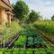 Ide Kebun Sayur Samping Rumah Agar Tidak Jadi Sarang Nyamuk. Foto: Gemini