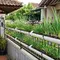 7 Model Teras dengan Daun Bawang dalam Talang PVC, Ide Berkebun yang Hemat Tempat