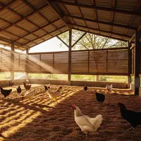 Desain Kandang Ayam Hemat Biaya tapi Tidak Bau (Foto: Gemini AI)