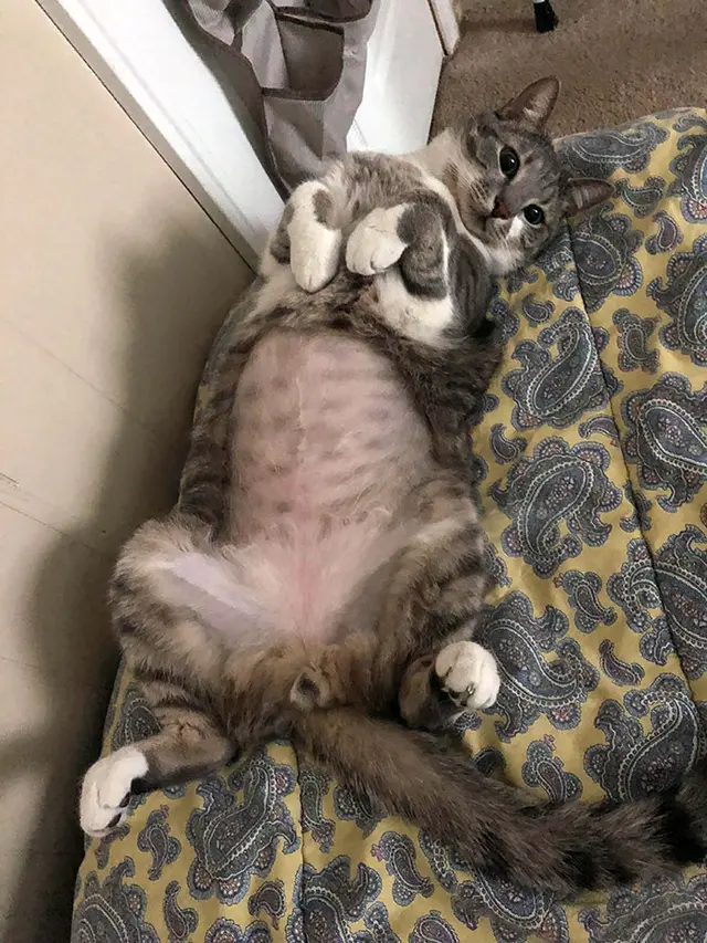 Potret Kucing Dengan Bulu Aneh Setelah Operasi, Bikin Geli. (Sumber: boredpanda)