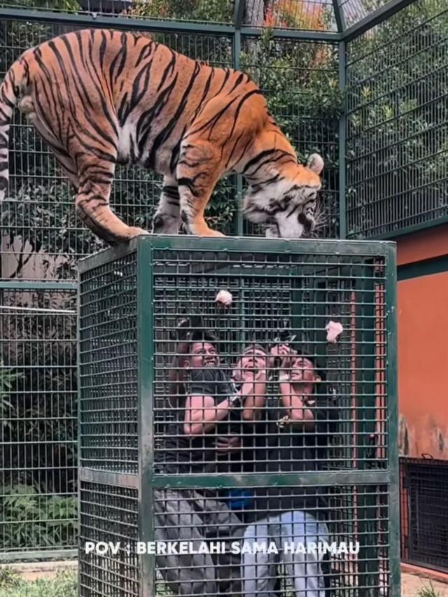 5 Potret Aisar Khaled Nekat Masuk Kandang Harimau Milik Alshad Ahmad, Berujung Panik Minta Ampun (credit: https://www.instagram.com/aisar_khaledd/)