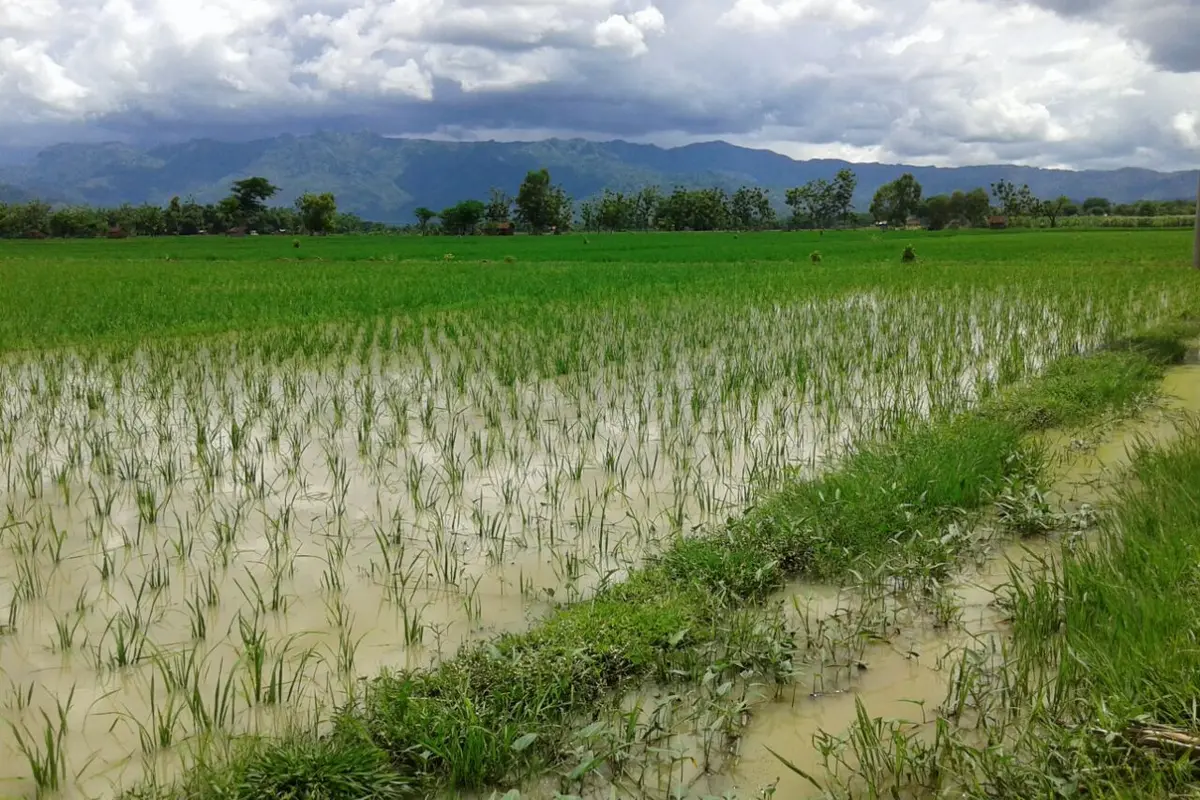 Ratusan Hektare Sawah di Ponorogo Terancam Gagal Panen