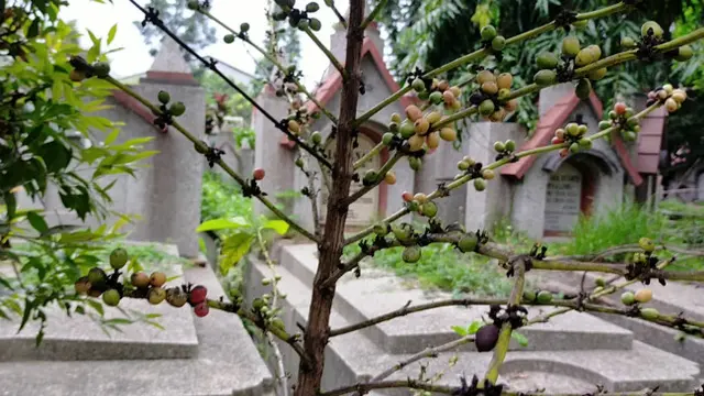 Cerita di balik Kebun Kopi Tulang di Kuburan Belanda