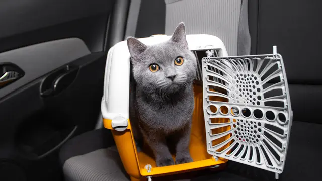 Langkah Mudah Bantu Kucingmu Out of The Box dan Berpetualang di Alam Terbuka