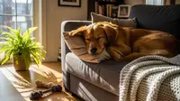 8 Cara Kilat Hilangkan Bau Anjing di Rumah, Buat Ruangan Kembali Segar