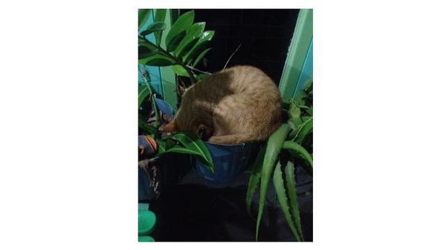 Kucing lucu (Sumber: Twitter/@twitkocheng)