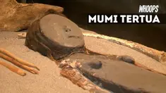 Untuk mencegah kerusakan mumi perlu tempat penyimpanan dengan tingkat suhu dan kelembaban tertentu.