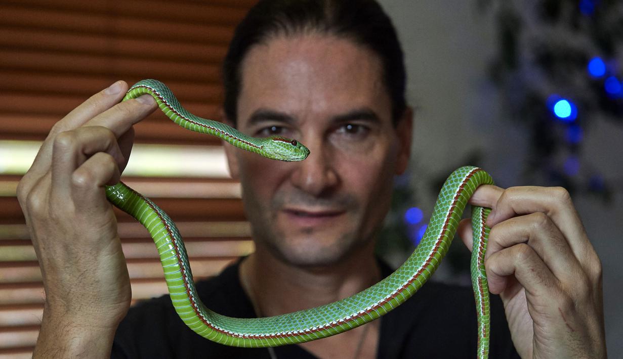 Steve Ludwin menunjukkan ular viper palem peliharaannya di Kennington, London, Kamis (9/11). Steve Ludwin sudah hampir 30 tahun menyuntikkan bisa ular viper tersebut ke tubuhnya. (AFP Photo/Niklas Halle'n)