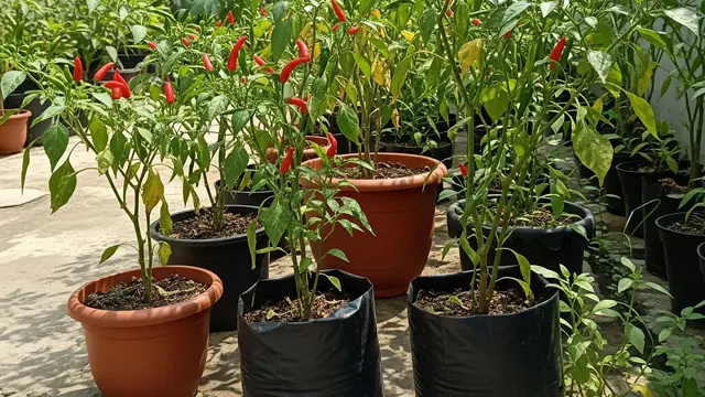 Tanaman Cabe Rawit di Pot & Polybag