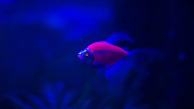 Ilustrasi Ikan Glofish
