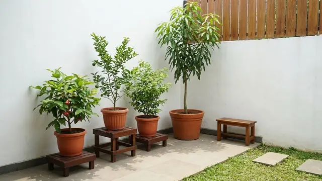 Kebun Buah Mini Agar Tidak Terlihat Sempit