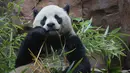 Seekor panda jantan, Yun Chuan erlihat saat debut publiknya di Kebun Binatang San Diego di San Diego, California pada 8 Agustus 2024. (Sandy Huffaker / AFP)