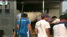 Sebelumnya, dua ekor kuda asal Tiongkok telah mendarat dan berada di Internasional Equistarian Park Pulomas.
