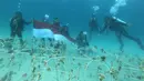 Kegiatan transplantasi (pencangkokan) terumbu karang di Pulau Pangempa, Kepulauan Togean, Sulawesi Tengah, Kamis (6/9). Transplantasi karang dilakukan dengan mengaitkan karang ke media yang telah diletakkan di bawah laut. (Liputan6.com/Pool/Pertamina)