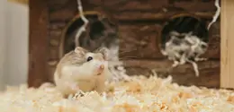 Hamster/copyright Pexels.com