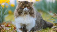 5 Fun Facts About Persian Cats That Will Amaze You