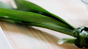Cara Menanam Daun Pandan Dalam Pot Yang Mudah Diterapkan Hot