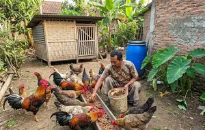 Cara Membuat Pakan Ayam dari Maggot, Alternatif Hemat yang Mudah Dibuat di Rumah