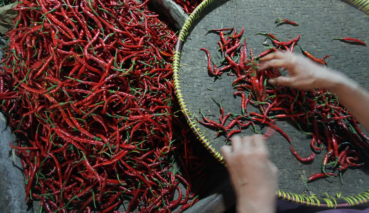 Harga normal cabai keriting 40 ribu per kilo menjadi 60 ribu per kilo akibat rencana kenaikan BBM, Jakarta, Selasa (11/11/2014)(Antara Foto/M Agung Rajasa)