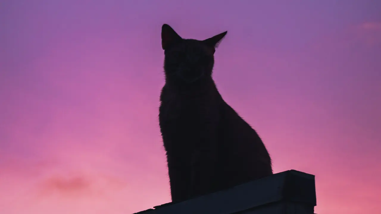 kucing