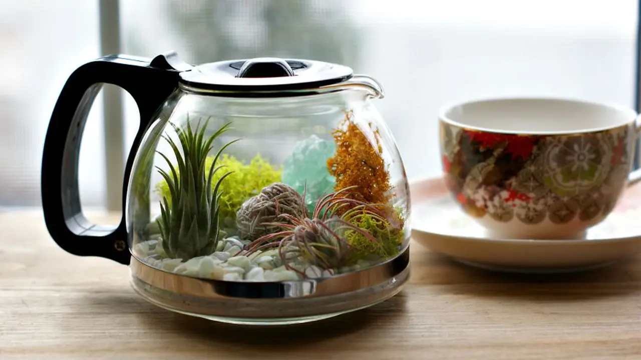 Percantik Ruangan dengan Terarium Cantik dalam Teko Kopi 